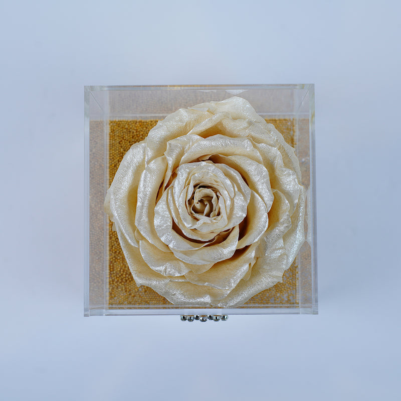 Single Deluxe Jumbo Champagne Gold Rose Jadorit