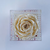 Single Deluxe Jumbo Champagne Pearl Rose Jadorit