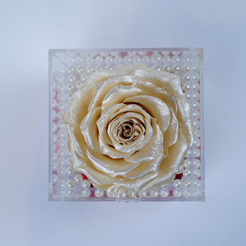 Single Deluxe Jumbo Champagne Pearl Rose Jadorit