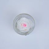 Single Rose Round - White Rose with Pink Highlight Jadorit