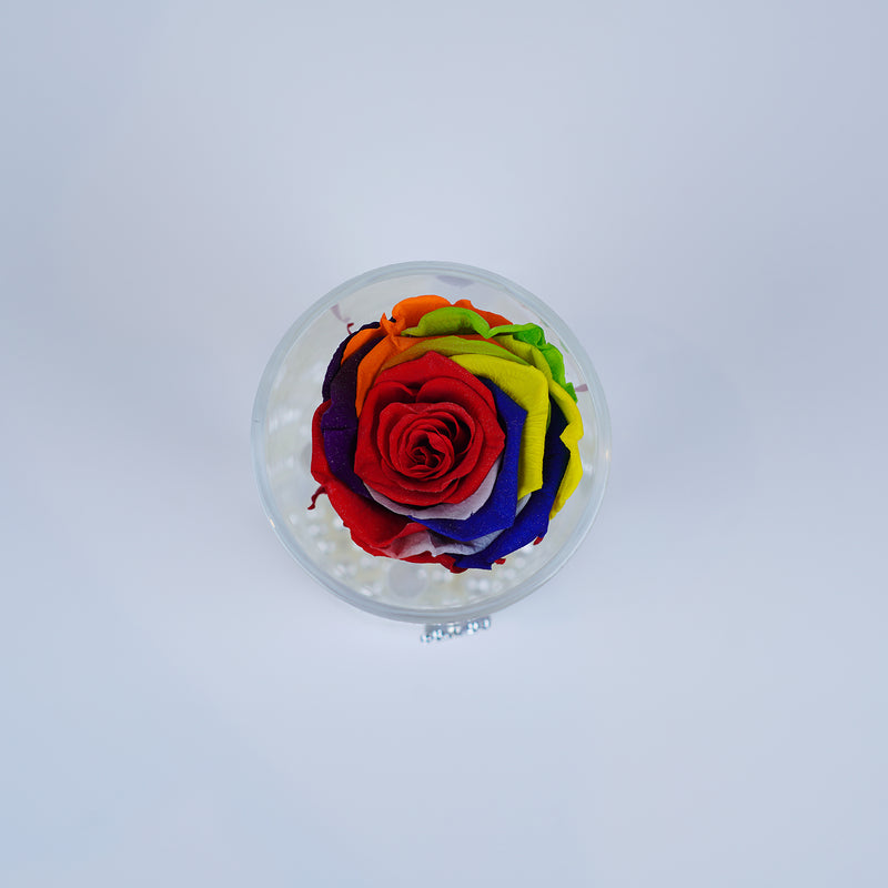 Single Rose Round Stem - Rainbow Rose Jadorit