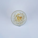 Single Rose Round Stem - Chic Crème Gold Rose Jadorit