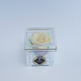 Single Rose Square - Cream Pastel Rose