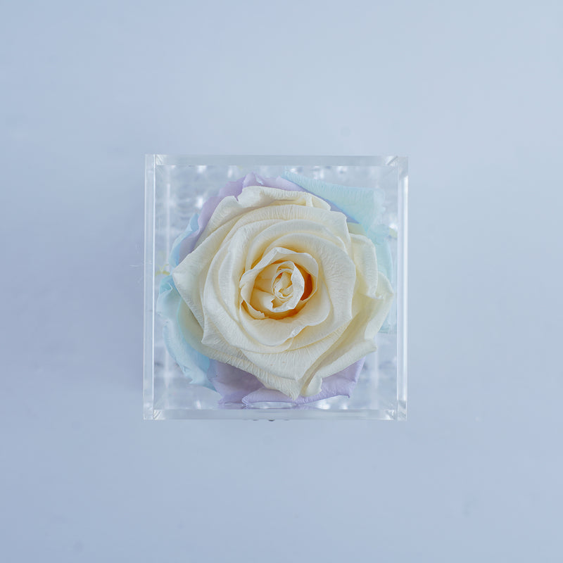 Single Rose Square - Cream Pastel Rose