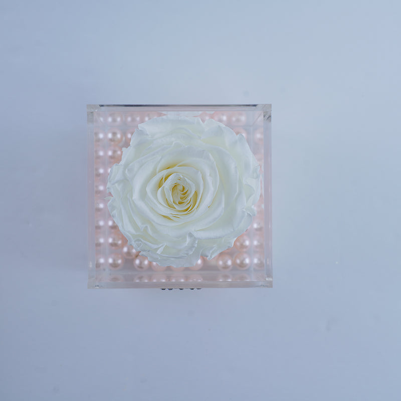 Single Rose Square - Deluxe White Garden Rose Jadorit