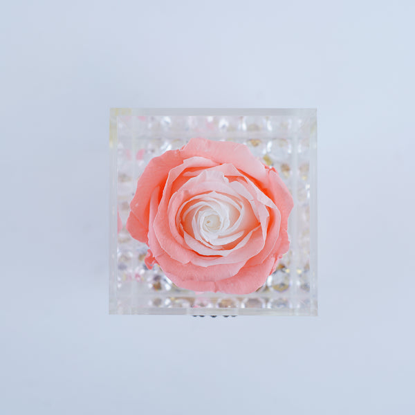 Single Rose Square with Drawer - Peach Ombre Rose Jadorit