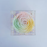 Single Jumbo Deluxe Rainbow Rose Jadorit